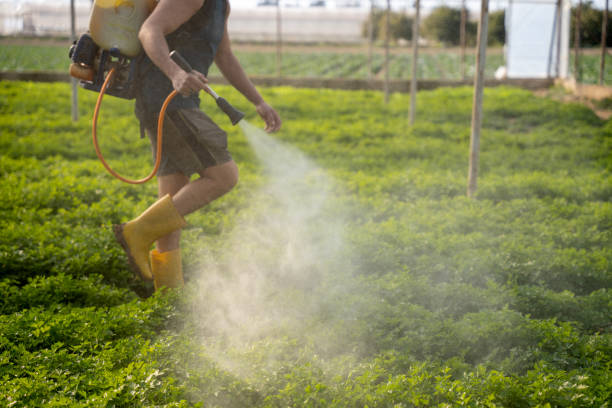 Insect Control in Palmer, TX