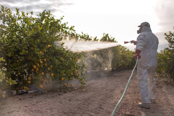 Best Wasp Removal Services  in Palmer, TX